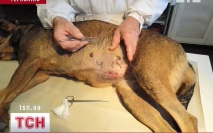 У Тернополі ветеринари калічать бездомних собак