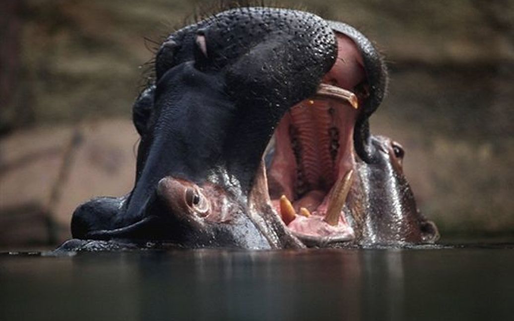 Гіпопотами граються у своєму вольєрі у зоопарку Кельна. / © AFP