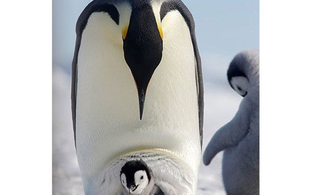 Дитинча імператорського пінгвіна визирає з-під ніг свого батька / © The Telegraph