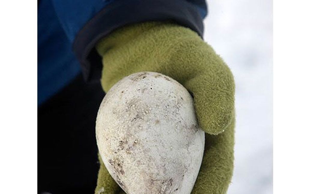 Яйце імператорського пінгвіна / © The Telegraph
