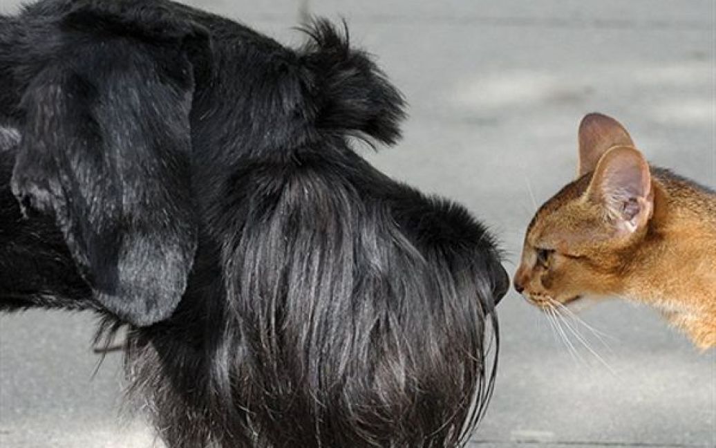 Кіт та собака дивляться один на одного під час фото-сету на виставці тварин у Лейпцизі. / © AFP