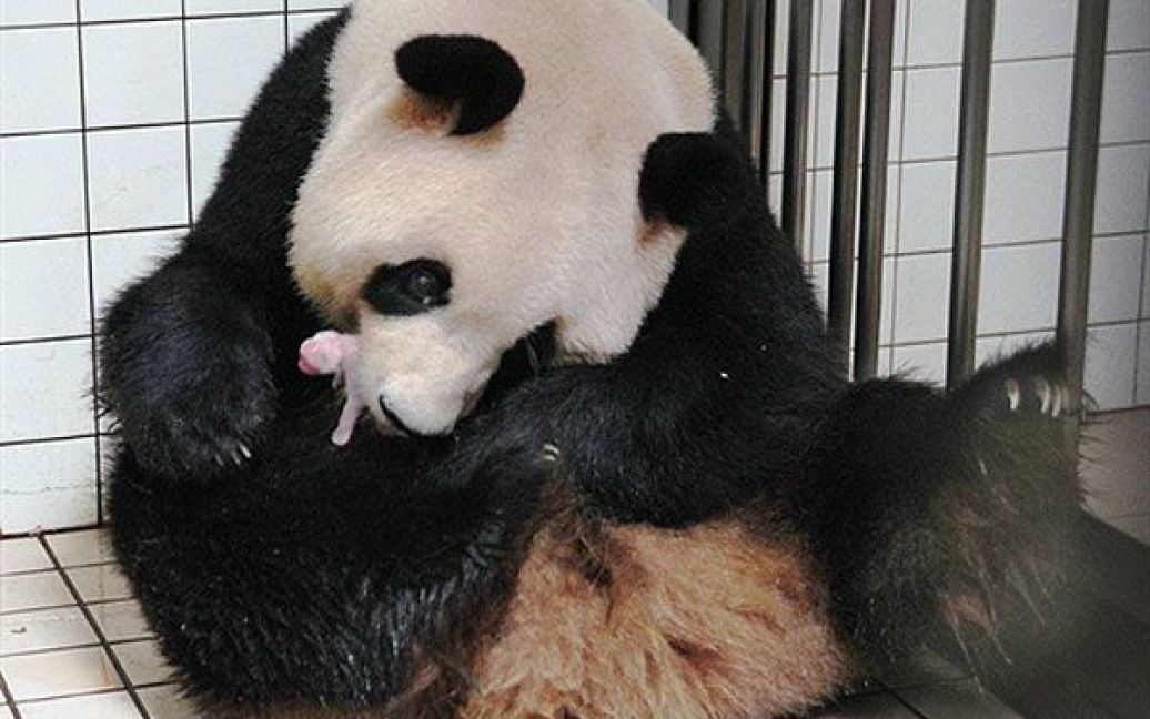 Японія, Ширахама. Гігантська панда Раухін облизує немовлят у парку тварин "Світ пригод". У панди Раухін, яка мешкає у зоопарку міста Ширахама, народились близнята. / © AFP