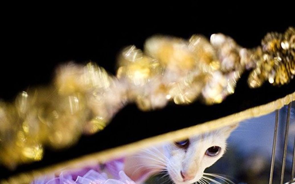 Яванський кіт на виставці / © AFP