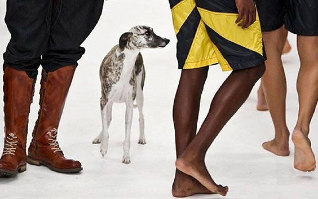 Португалія, Лісабон. Собака йде подіумом під час показу колекції весна/літо 2011, створеної португальським дизайнером Нуно Гама на 35-му тижні моди "Moda Lisboa" у Лісабоні. / © AFP