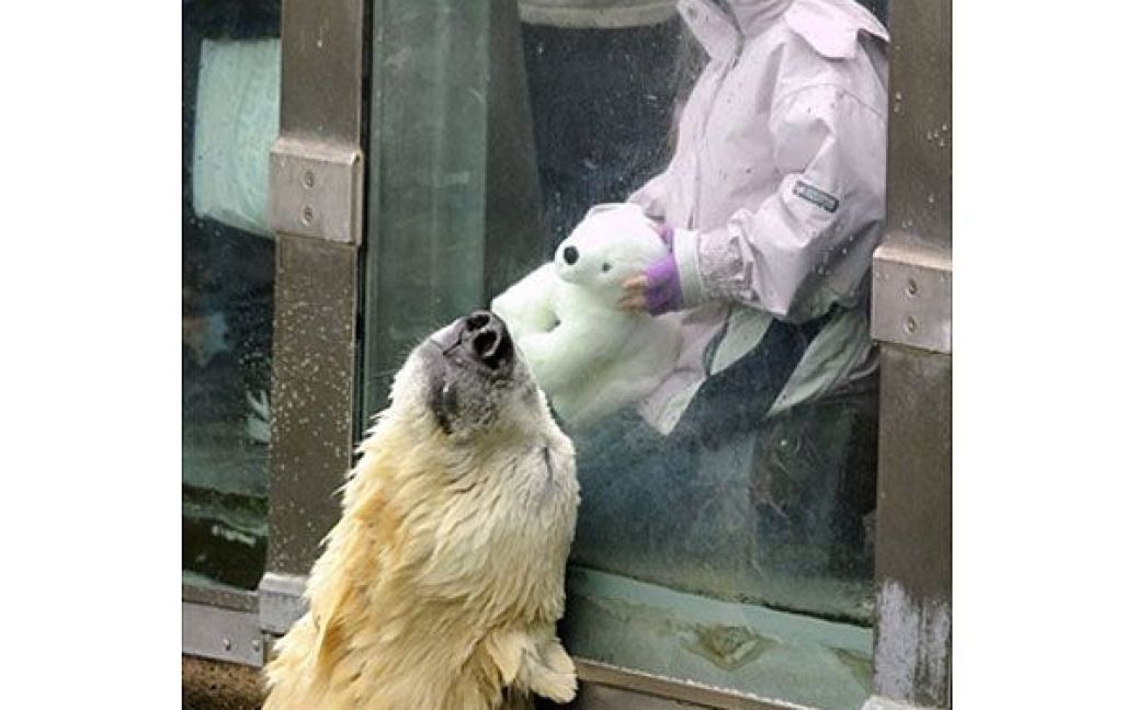 Німеччина, Берлін. Білий ведмідь Кнут спілкується з 6-річною відвідувачкою зоопарка Наною та її білим іграшковим "Кнутом" у зоопарку Тіргартен Берліні. Німецькі газети повідомили, що всесвітньо відомого полярного ведмідя залякують його товариші, які мешкають з ним в одному вольєрі. / © AFP