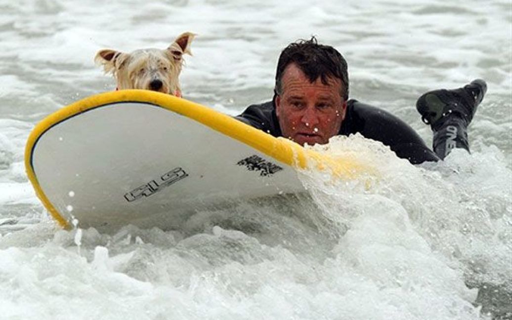На пляжі Хантінгтон-Біч у Каліфорнії (США) пройшов Чемпіонат з собачого серфінгу / © AFP
