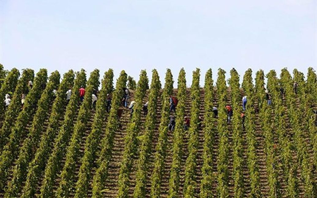 Франція, Ампюї. Збирачі винограду працюють на французькому винограднику Ампюї, де вирощують виноград для Appellation d&#039;Origine Controlee Cote-Rotie. На виноградниках, що розташовані на схилах пагорбів на правому березі Рони і займають площу 230 га, вирощують такі сорта винограду, як сіра і віоньє. / © AFP