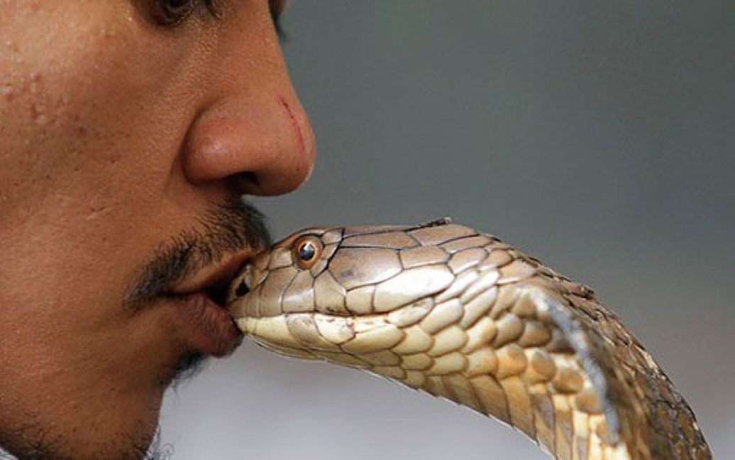 Малайзія, Куала-Лумпур. Заклинатель змій Файзаль Ахмад цілує королівську кобру під час шоу змій у Національному музеї в Куала-Лумпурі. / © The Telegraph