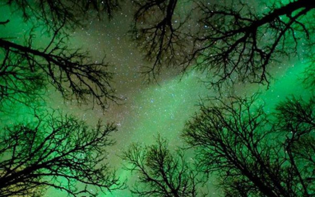 "Оточені космосом", автор Фредрік Бромс. Бореальний ліс у Квалейя, Північна Норвегія. / © The Telegraph