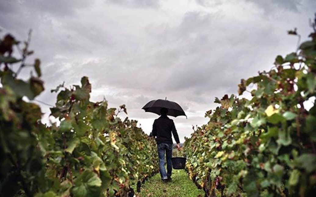 Франція, Вольне. Чоловік працює на зборі винограду на виноградниках Реджіс Россіньоль і Шангарньє в Бургундії. / © AFP
