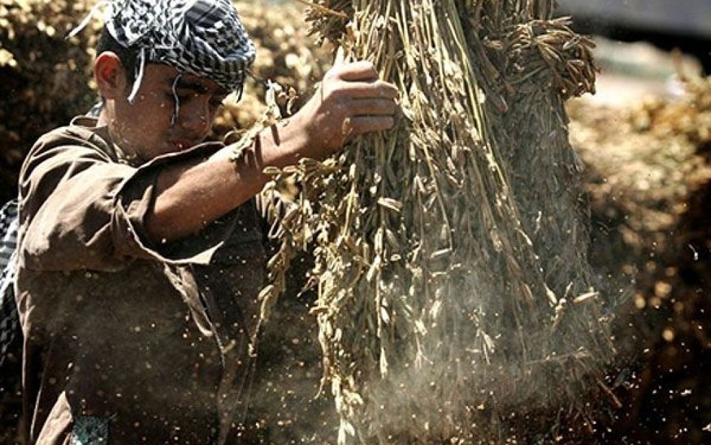 Ямуна. Палестинський фермер вибиває насіння кунжуту під час збору врожаю у селі на Західному березі річки Ямуна. Палестинці використовують кунжут для приготування тахіні, солодощів і олії. / © AFP