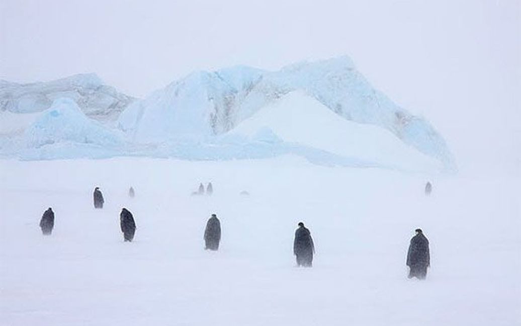 Імператорські пінгвіни і їхні пташенята у сніговій бурі. / © The Telegraph