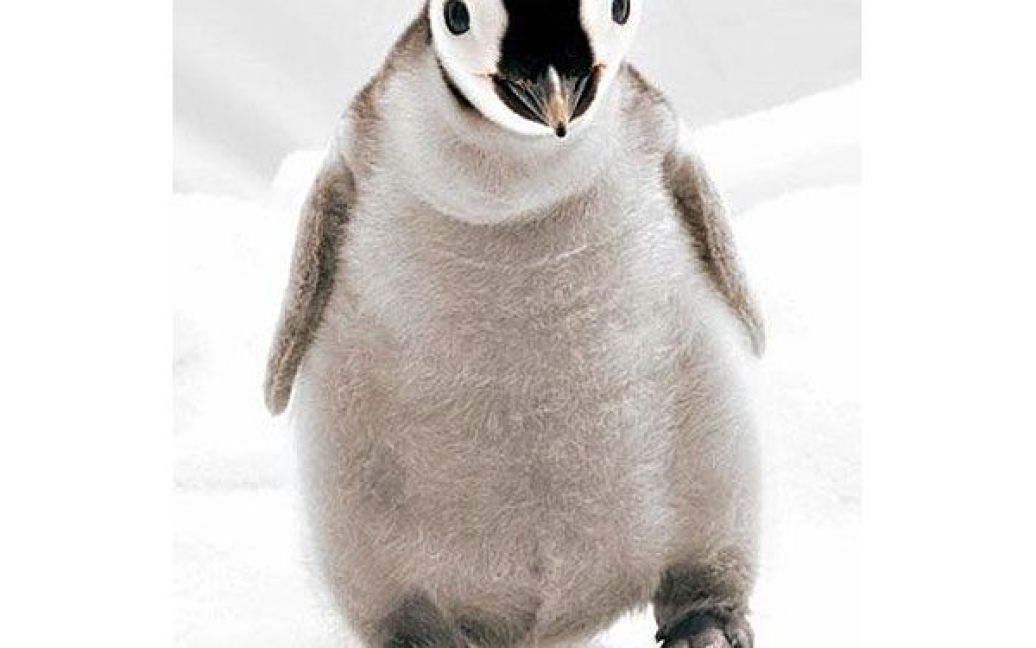 США, Сан-Дієго. Імператорський пінгвін, який нещодавно вилупився з яйця у зоопарку Сан-Дієго. Пінгвін важить усього 900 г, його зріст &mdash; 17,7 см. Це вже двадцять перше успішне народження пташенят імператорського пінгвіна у зоопарку Сан-Дієго &mdash; єдиному місці в Північній Америці, де успішно виводять цей вид пінгвінів. / © bigpicture.ru