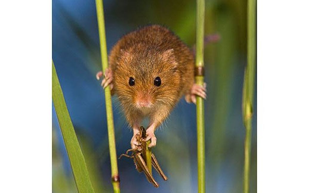 Фотографи відзначили, що польові миші є дуже сором&#039;язливми / © bigpicture.ru