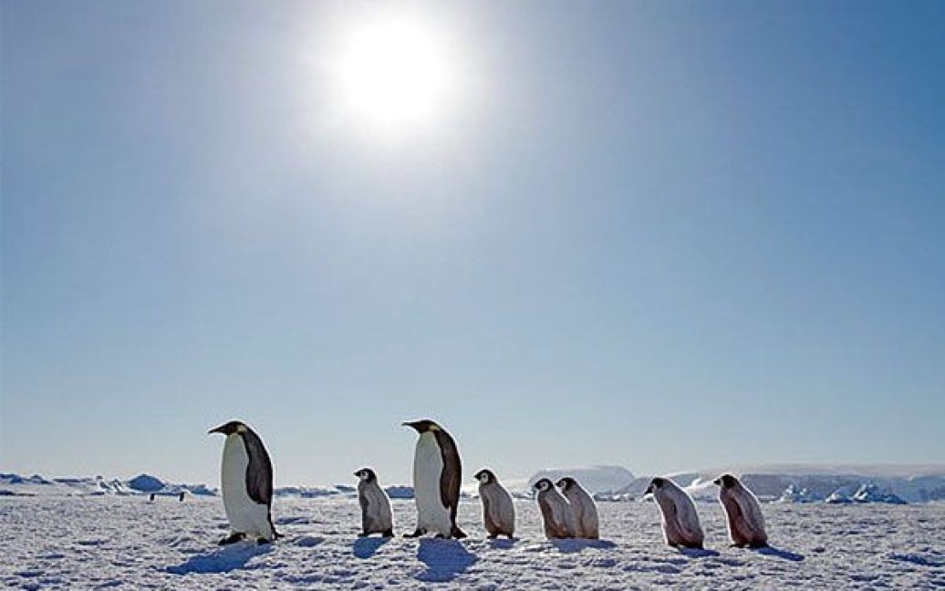 Остання поїздка криголама "Капітан Хлєбніков" до берегів Антарктиди відбудеться 24 листопада і триватиме 15 днів / © The Telegraph