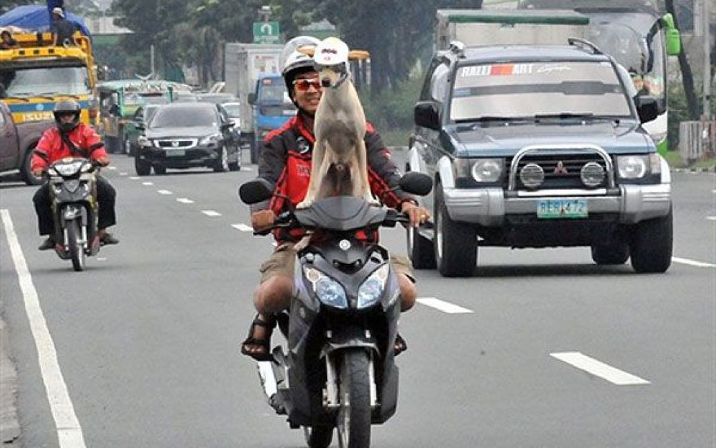 Філіппіни, Маніла. Водій Гілберт їде на мотоциклі зі своїм собакою Богі. / © AFP