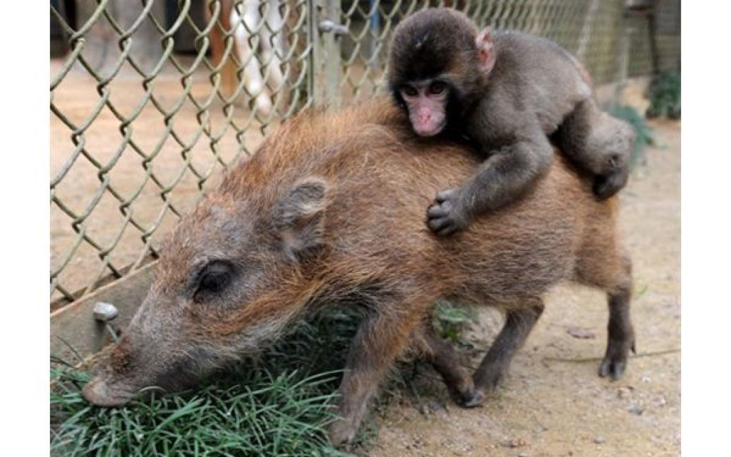 Мавпа Міва катається на маленькому кабані Убіро у токійському зоопарку. Міва і Убіро оселилися у цьому зоопарку у червні, після того, як їх покинули батьки. / © AFP