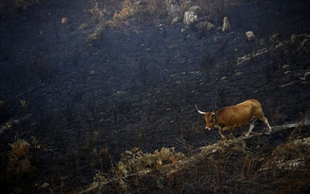 Корова пасеться на полі, яке згоріло під час лісової пожежі, у Португалії. Лісові пожежі вже знищили національний парк Португалії Пенеда-Жереш. / © AFP