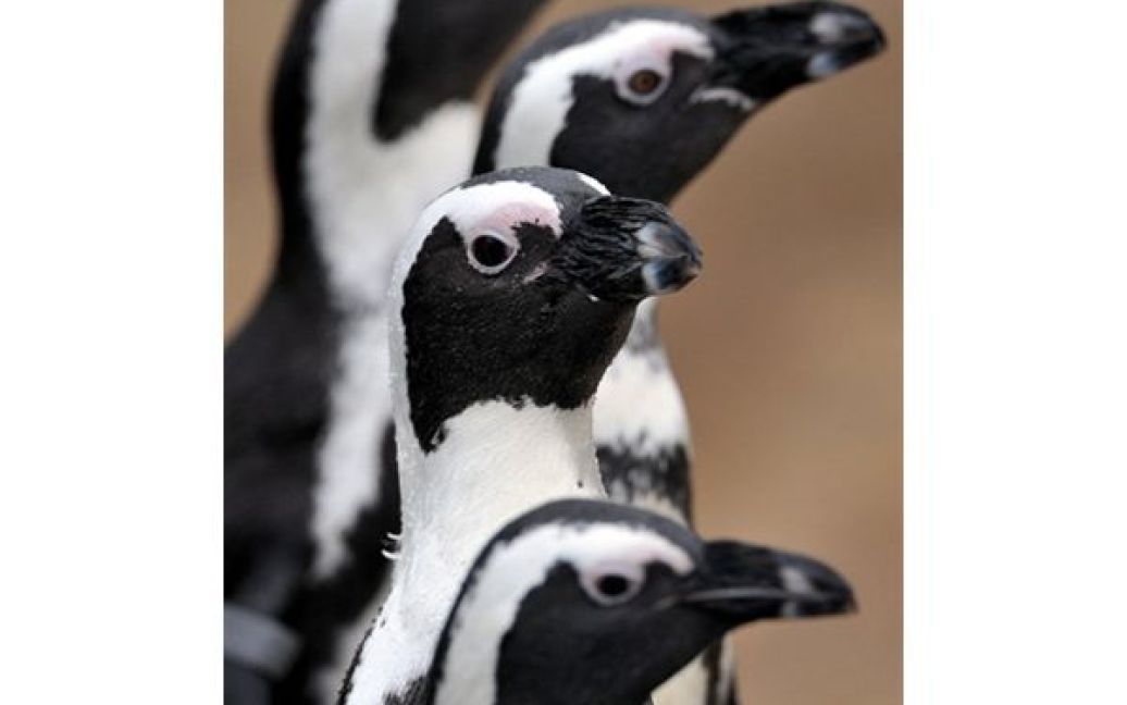 Пінгвіни гуляють у своєму вольєрі у зоопарку Ганновера. / © AFP