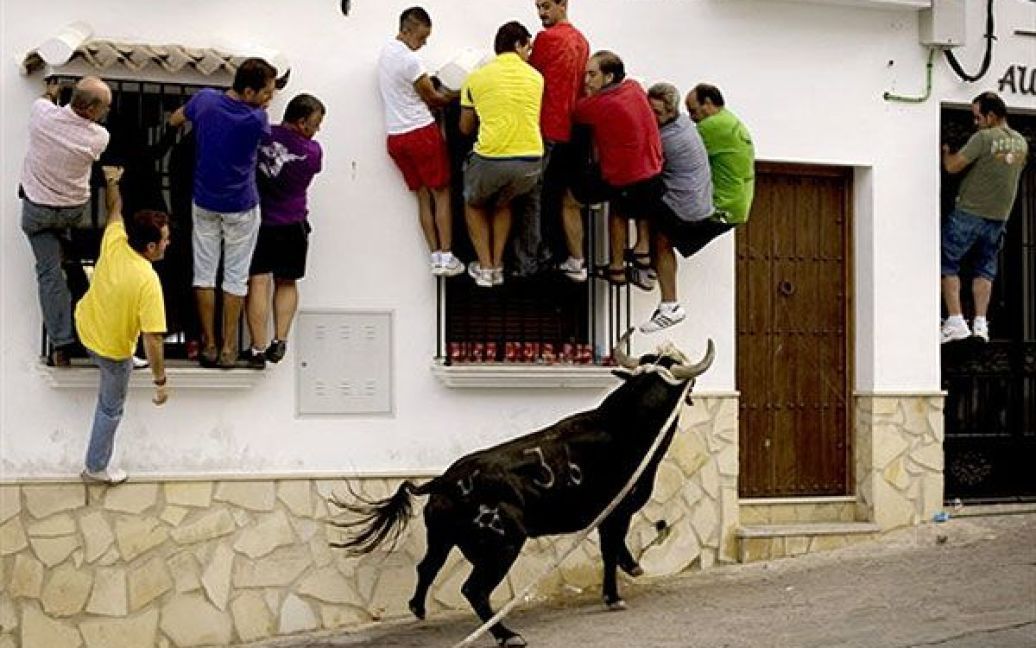 Іспанія, Вільялуенга-дель-Росаріо. Люди намагаються утікти від розлюченого бика під час свята Bull Rope ("канат для бика"). / © AFP