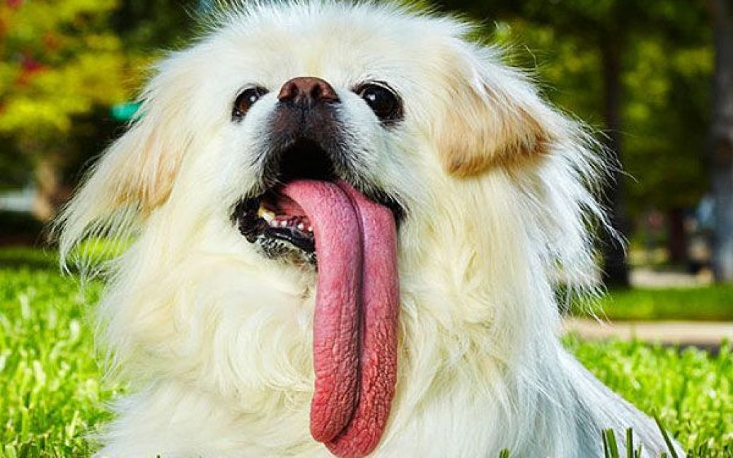 Пекінес Паггі є власником найдовшого у світі язика серед собак. Довжина язика Паггі становить 11,43 см. / © The Telegraph