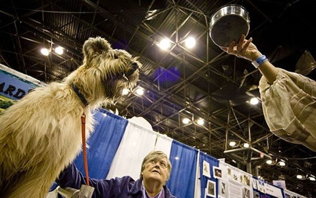 У Нью-Йорку відбулась виставка "Meet the Breeds" ("Познайомтесь з породами"), на якій було представлено більше 200 порід кішок і собак. / © AFP