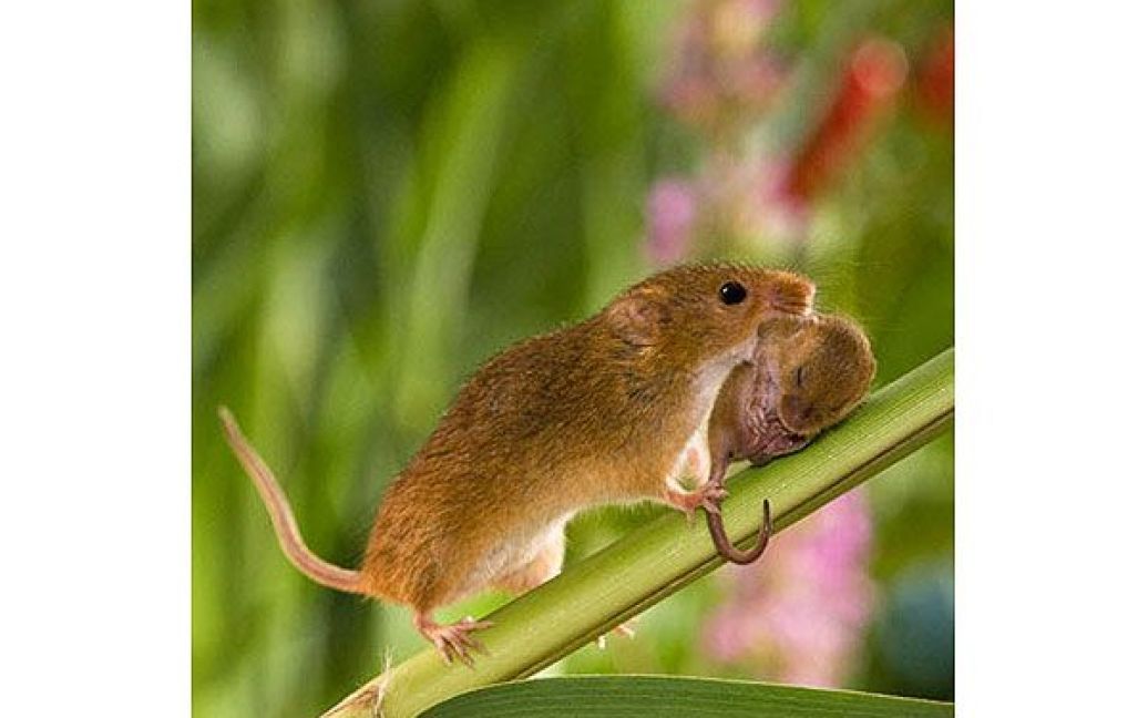Фотографи Жан-Луї Кляйн і Мері-Льюс Хьюберт протягом 20 років фотографували крихітних мишей-польовок. / © bigpicture.ru