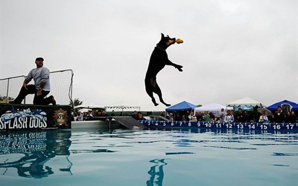 США, Ірвін, штат Каліфорнія. Чорний лабрадор на прізвисько Дизель стрибнув на відстань майже 5 метрів під час змагань зі стрибків серед собак "Dog Splash", які відбулись у Великому парку Оранж Каунті в місті Ірвін, штат Каліфорнія. На змаганнях були проведені конкурси на найкращий трюк серед тварин, найкращий костюм, а також влаштовано масове весілля для собак. / © AFP