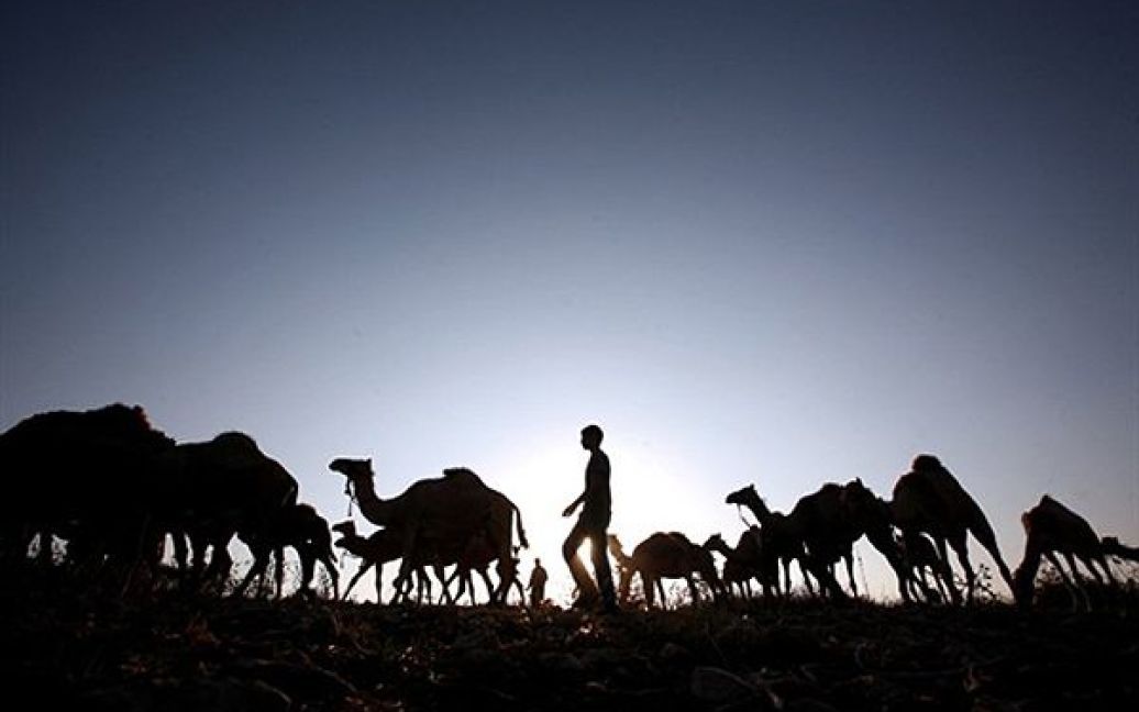 Палестинський пастух випасає верблюдів поблизу міста Дженін. / © AFP