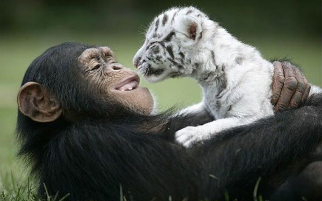 У зоопарку Флориди шимпанзе на прізвисько Аньяна всиновила двох тигренят. / © 