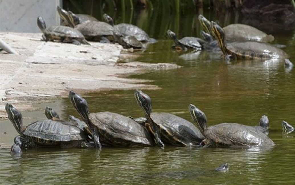 Мексика, Мехіко. Кілька черепах Trachemys scripta elegans, також відомих як флоридські черепахи або червоновухі черепахи, плавають у пруді Музею археології у Мехіко. / © AFP