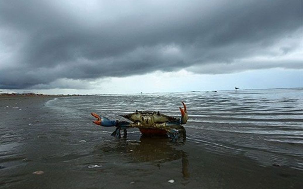 США, Гранд-айл. Великий краб стоїть на березі нещодавно відкритого знову громадського пляжу у Гранд-айл, штат Луїзіана. Через можливий тропічний шторм, який насувається на регіон, усі операції з буріння на шельфі були тимчасово припинені. / © AFP