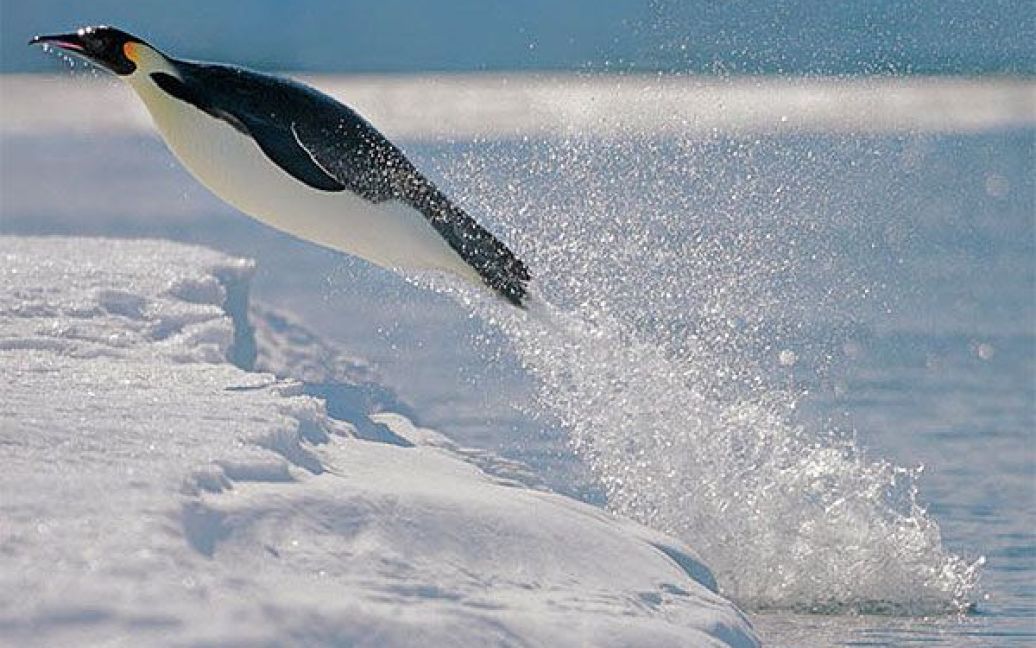 Імператорський пінгвін вистрибує з води / © The Telegraph