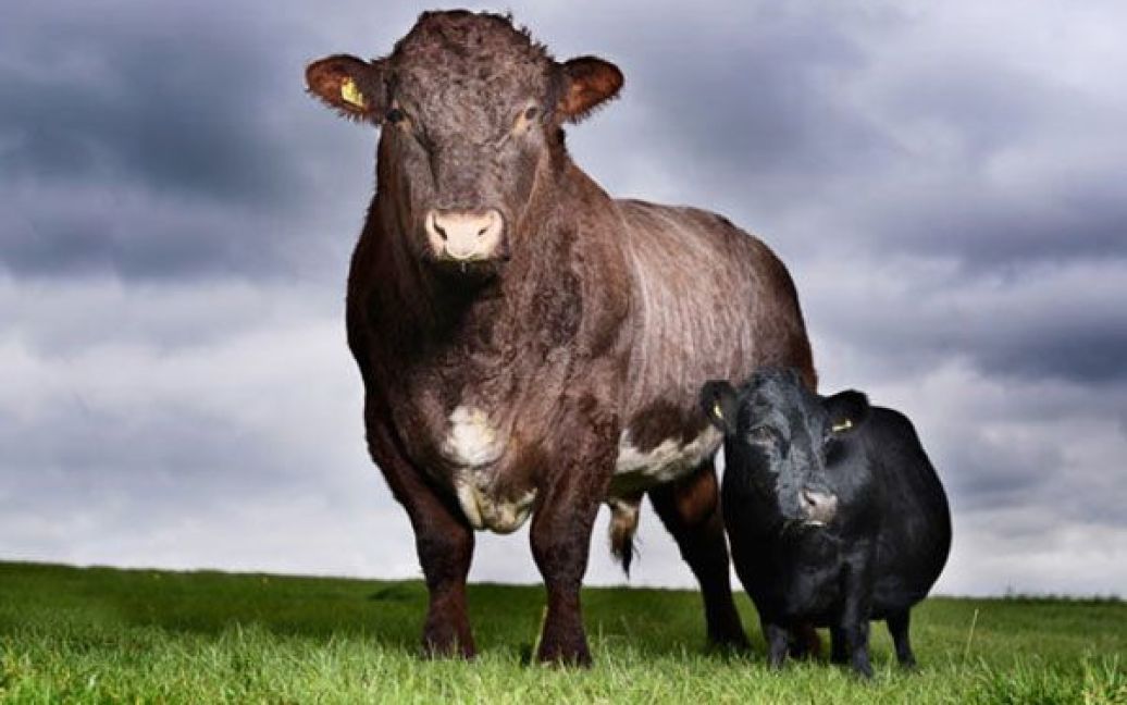 11-річна корова Ластівка з Йоркшира була названа найменшою коровою у світі. Її зріст &ndash; усього 83,82 см. Крихітна корова на фото позує поруч із биком Фредді. / © The Telegraph