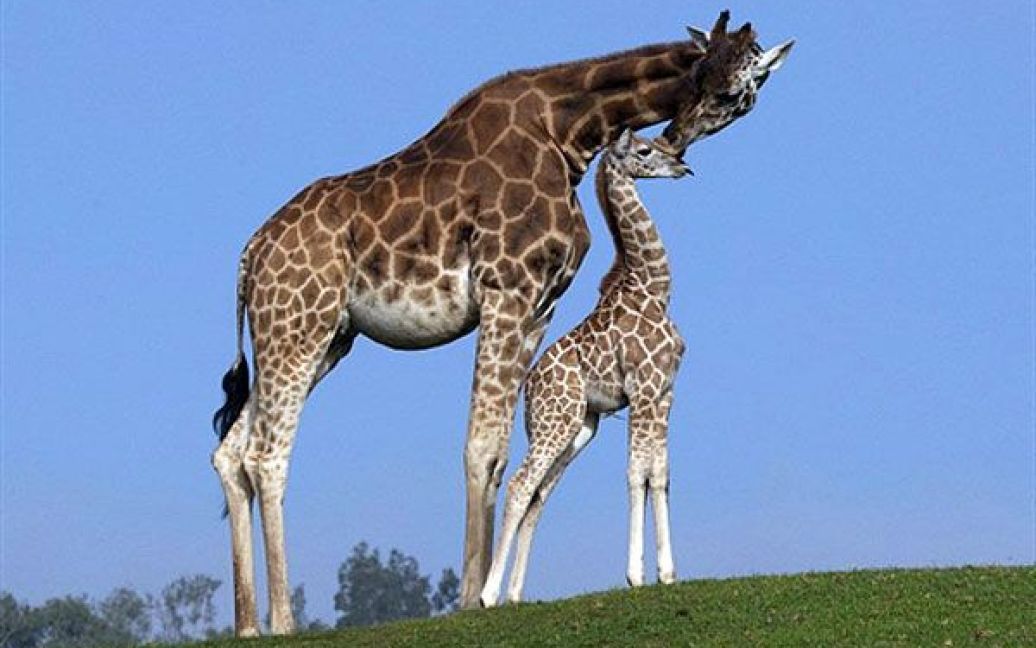 США, Сан-Дієго. Мале жирафеня на прізвисько Махалео, якому тільки виповнився один місяць, разом зі своєю матір&#039;ю Шані показався публіці у сафарі-парку Сан-Дієго, штат Каліфорнія. Махалео став 115-м жирафом, який народився у зоопарку Сан-Дієго. / © AFP