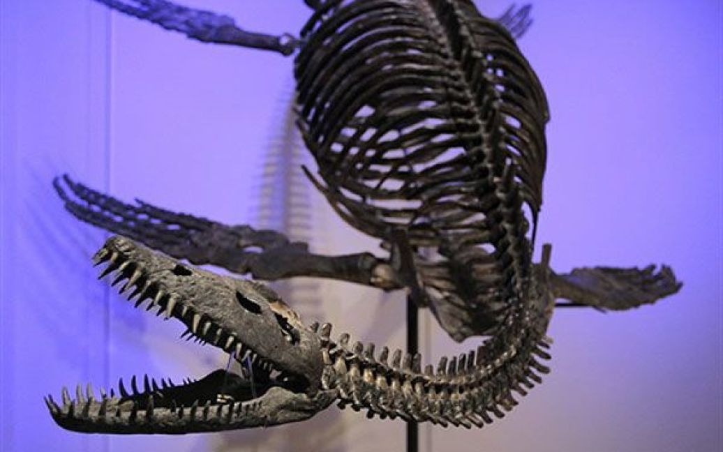 Франція, Париж. Цілий скелет плезіозавра, який коштує, за приблизними оцінками, від 320 до 370 тисяч євро, виставлений на аукціоні Sotheby&#039;s у Парижі. Аукціон, на якому представлені такі доісторичні товари, як скелет аллозавра, хижі риби, гігантські кристали і доісторичний волохатий носоріг, відбудеться у 5 жовтня 2010 року. / © AFP