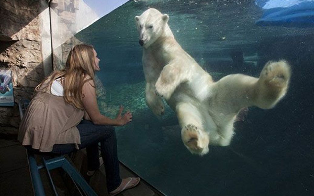 США, Сан-Дієго. Рейчел Джанке, посол зоопарку Сан-Дієго в Арктиці, познайомилась з Чінуком, полярним ведмедем, який тепер мешкає у зоопарку Сан-Дієго. Рейчел Джанке була обрана "арктичним послом", і тепер вона приєднається до 17 студентів зі США, Канади та Австралії, які вивчатимуть полярних ведмедів і намагатимуться допомогти збереженню зникаючих видів. / © AFP
