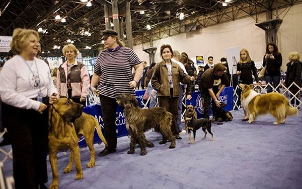 У Нью-Йорку відбулась виставка "Meet the Breeds" ("Познайомтесь з породами"), на якій було представлено більше 200 порід кішок і собак. / © AFP