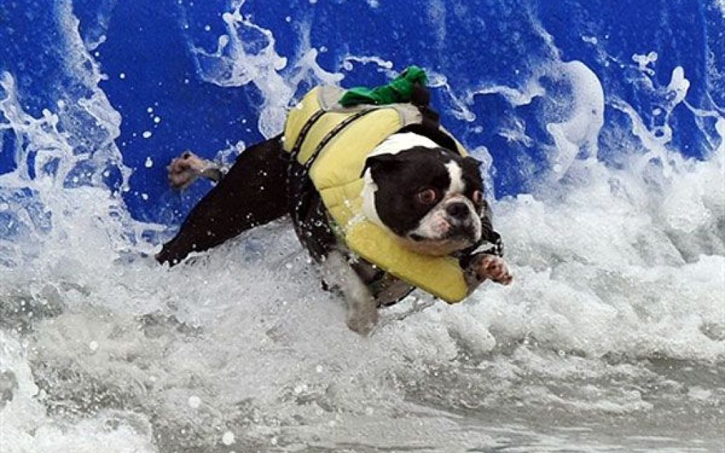 На пляжі Хантінгтон-Біч у Каліфорнії (США) пройшов Чемпіонат з собачого серфінгу / © AFP