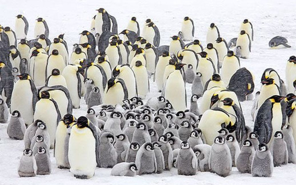 Норвезький фотограф Пел Хермансен зробив серію фотографій пінгвінів під час подорожі до берегів Західної Антарктиди на кораблі "Капітан Хлєбніков". / © The Telegraph