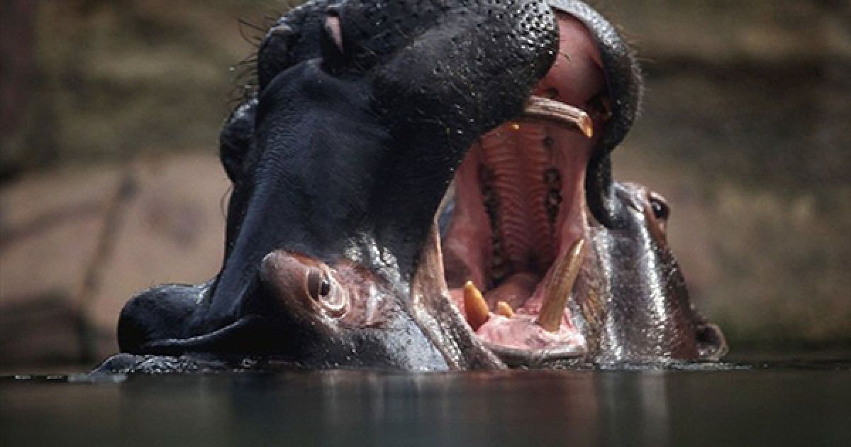 Гіпопотами граються у своєму вольєрі у зоопарку Кельна. / © AFP