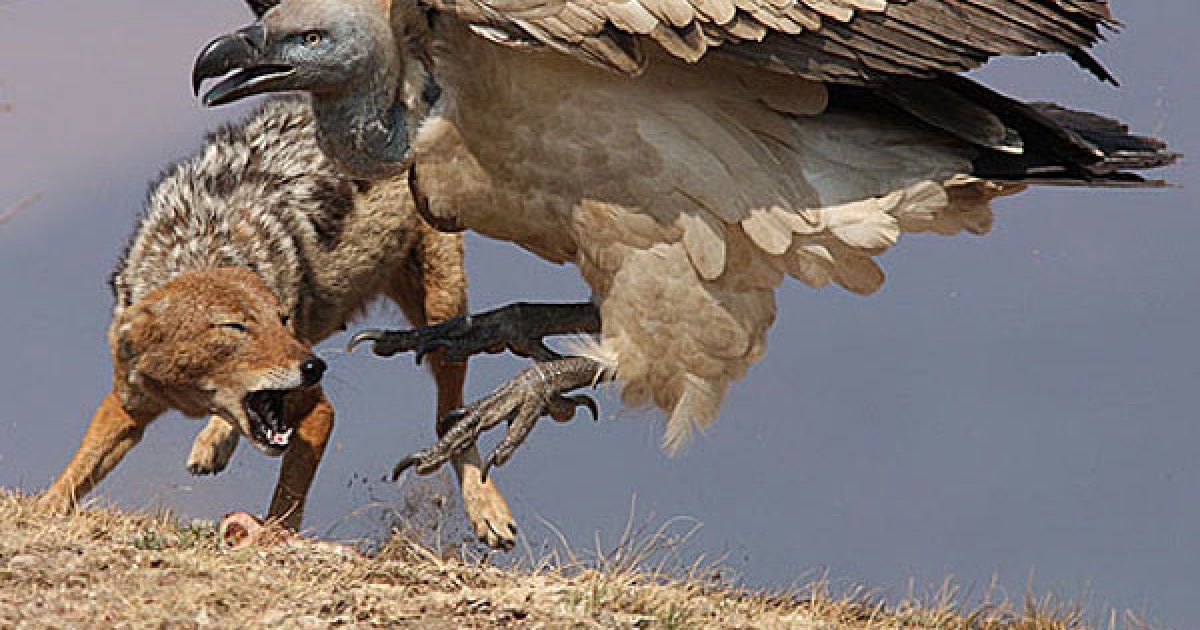 Південна Африка. Шакалу пощастило втекти з усього кількома подряпинами, коли він спробував відібрати їжу у грифа. Тварини побилися у Національному парку Дракенсбург у Південній Африці. / © The Telegraph