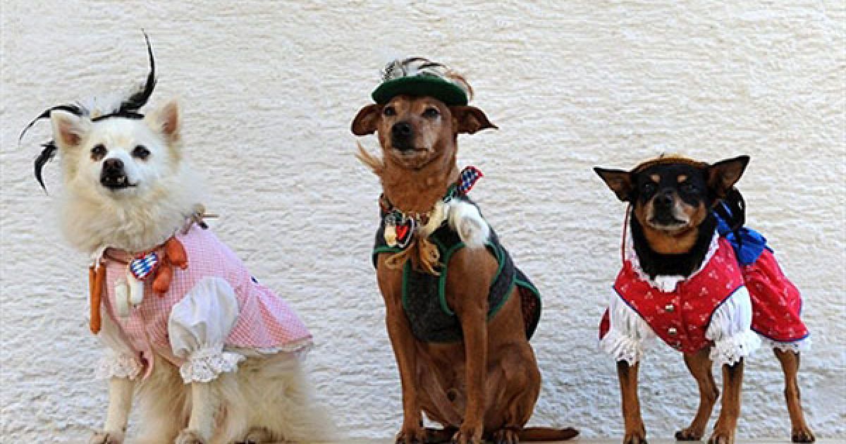 Німеччина, Хейлінг. Шпіц Шпітзерік, пінчер Роккі та чихуахуа-пінчер Зорролайн, одягнені у традиційні баварські костюми, демонструють роботу свого власника, німецької кравчині Хільдегарди Бергбауер. Хільдегарда створила для своїх собак окрему квартиру з ліжками, столами, стільцями, картинами, килимами і шторами. З 2004 року Хільдегарда пошила для собак близько 30 різних моделей традиційного баварського одягу. Крім того, до неї поступають замовлення на одяг для собак з різних країн світу. / © AFP