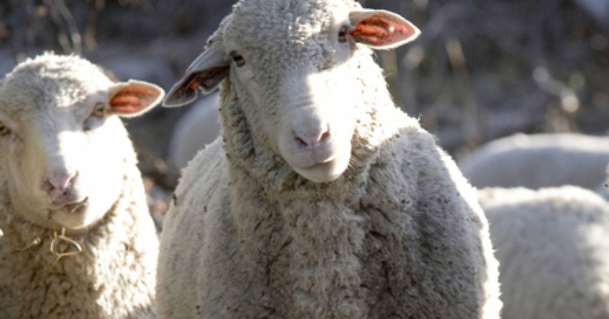 За імітацію голосу вівці чоловік сів до в'язниці