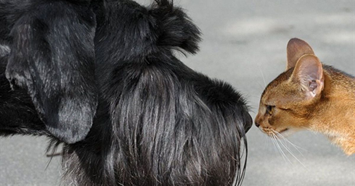 Кіт та собака дивляться один на одного під час фото-сету на виставці тварин у Лейпцизі. / © AFP