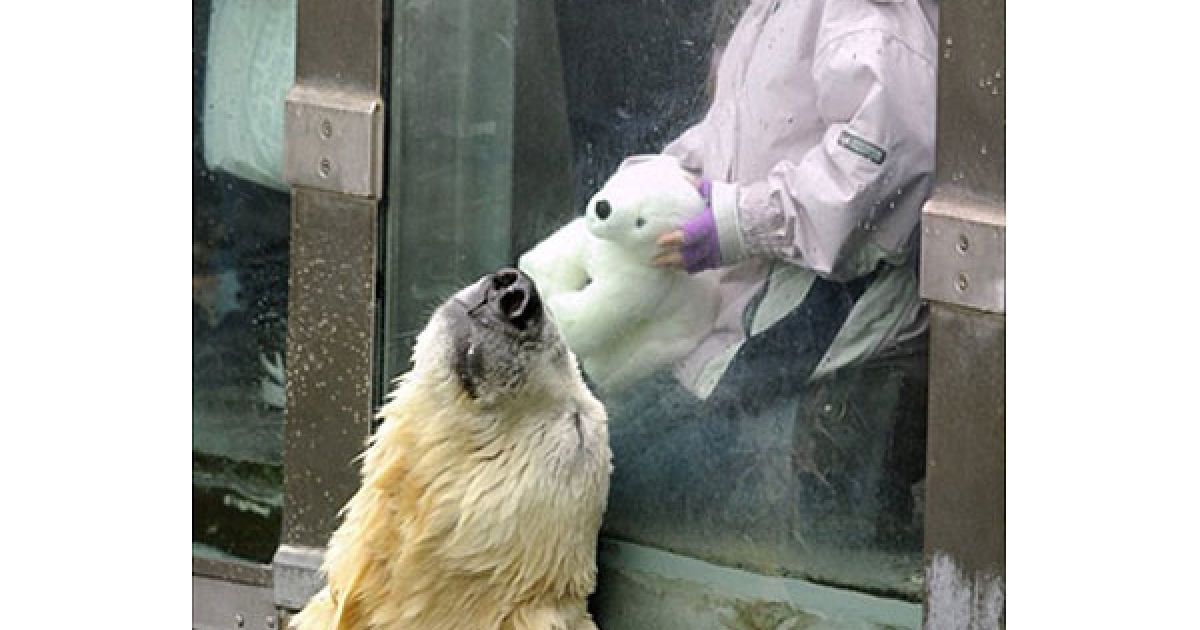 Німеччина, Берлін. Білий ведмідь Кнут спілкується з 6-річною відвідувачкою зоопарка Наною та її білим іграшковим "Кнутом" у зоопарку Тіргартен Берліні. Німецькі газети повідомили, що всесвітньо відомого полярного ведмідя залякують його товариші, які мешкають з ним в одному вольєрі. / © AFP