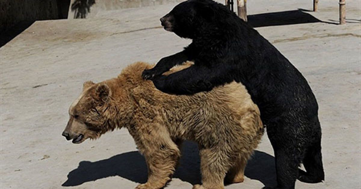 Афганістан, Кабул. Ведмеді граються у вольєрі зоопарку у Кабулі. / © AFP