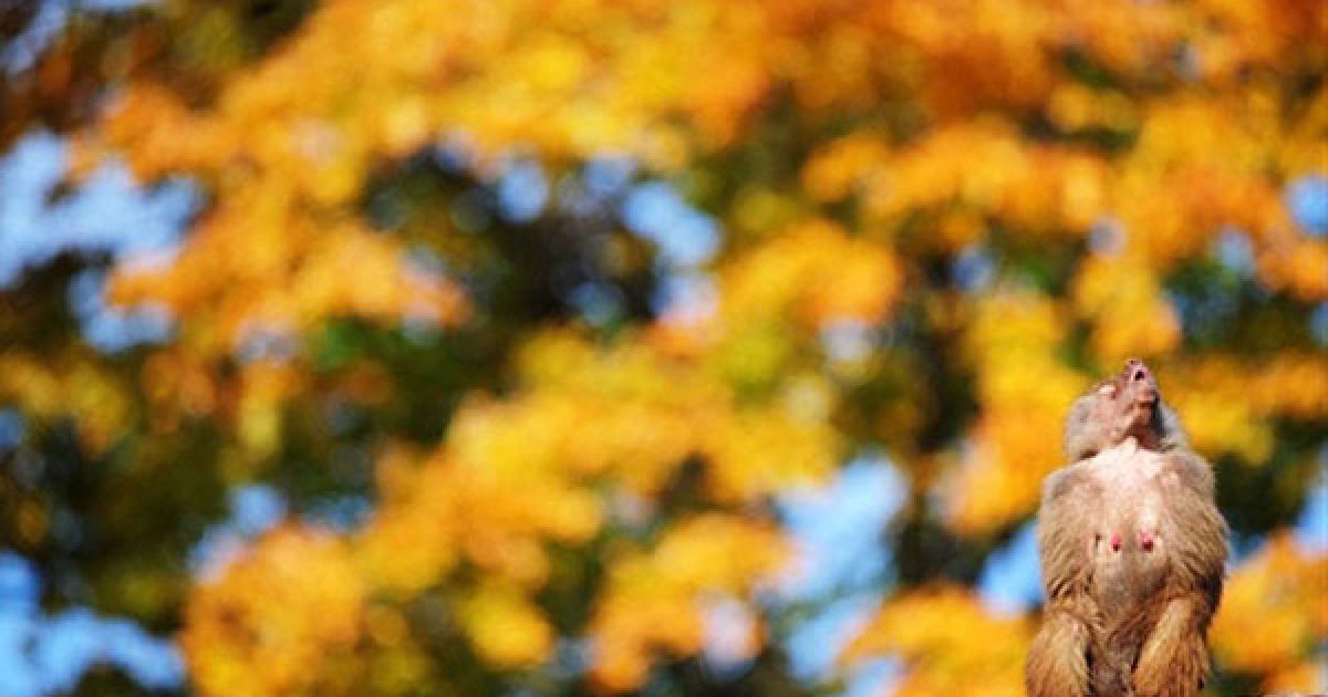 Німеччина, Берлін. Бабуїн сидить на скелі під деревом у зоопарку Тіргартен в Берліні. / © AFP