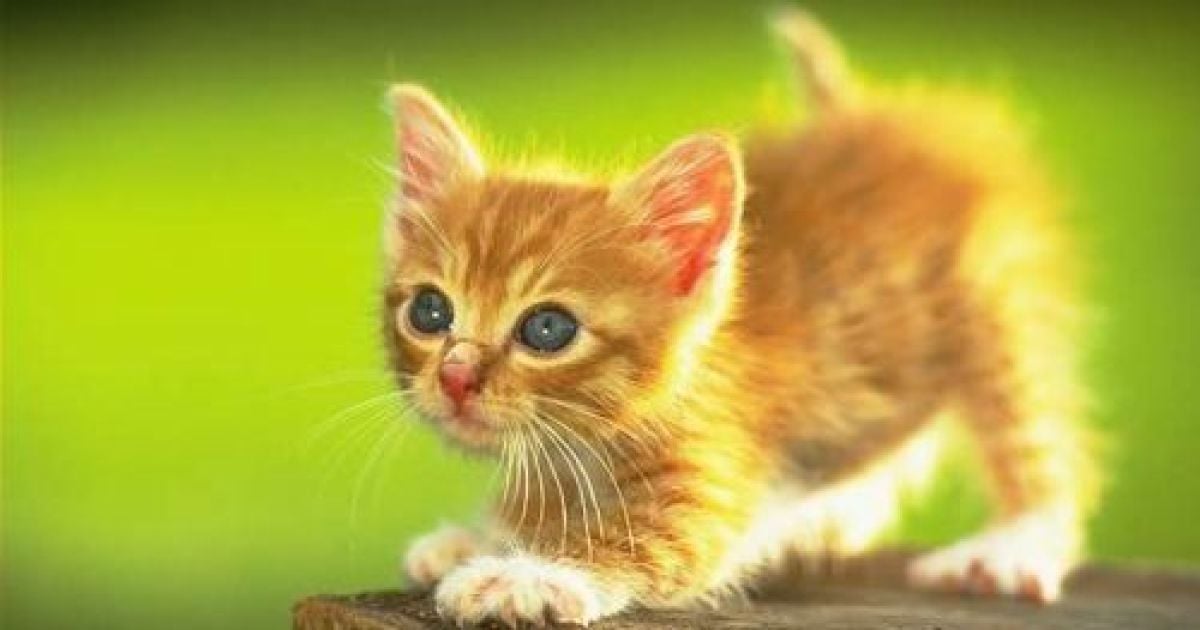 Маленьке котенятко переполошило столичну школу.