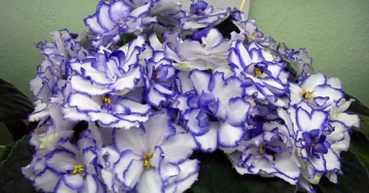 У горщику з фіалками знаходився прах бабусі